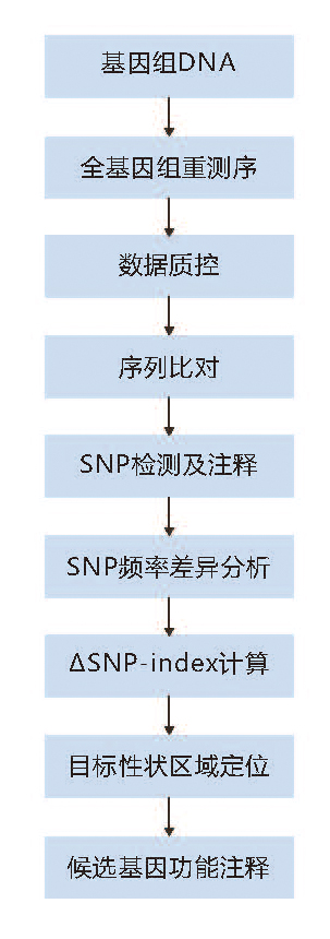BSA性狀定位技術路線.jpg