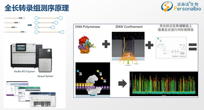 全長轉錄組測序原理1.png