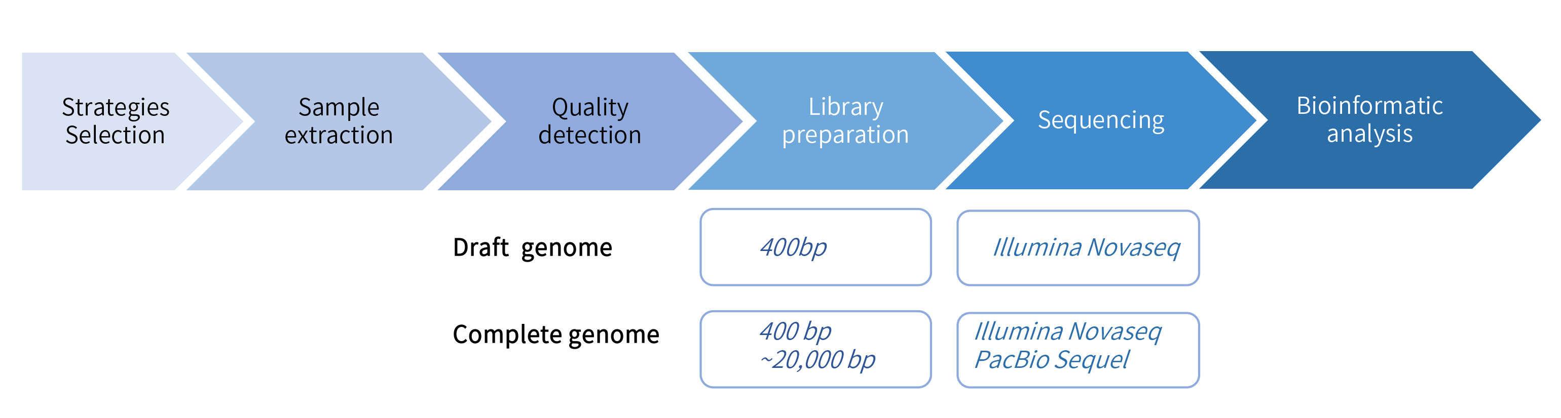Bacteria de novo sequencing-項目流程.png